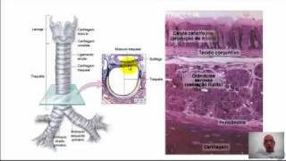 VideoAula Histologia dos Alvéolos e Hematose  12  Professor Totó  Antonio Dégas [upl. by Lerrej]