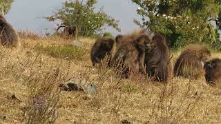 Gelada Monkeys 11 Simien Mountains NP Ethiopia [upl. by Biamonte]