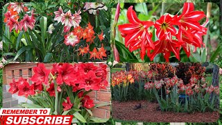 The Most Beautiful Amaryllis Garden Beautiful Amaryllis Flowers😍😍🌺🌹Flowers Garden [upl. by Stutman]