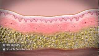 What is stem cell therapy [upl. by Meenen]