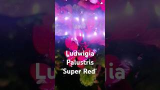 Ludwigia Palustris Super Red aquarium aquascaping aquascape aquascapers plantedtank red [upl. by Leiahtan]