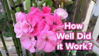 Overwintered Geraniums update  which method worked best [upl. by Anairb]