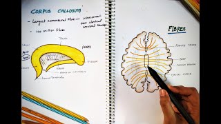 CORPUS CALLOSUM  Parts and Function  Largest Commissure  White Matter  Neuro Anatomy [upl. by Irami]