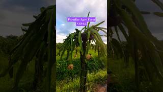 Pitaya Farming Techniques 40 paradiseagro agriculture dragonfruit gardening satisfying farm [upl. by Emmye]