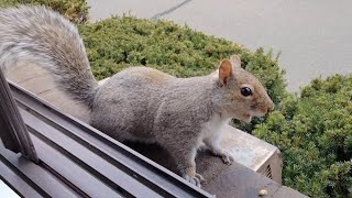 Squirrel sounds and their meanings [upl. by Airehc]