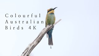 Colourful Australian Birds 4K Compilation [upl. by Robbins]