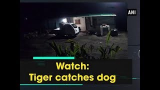 Watch Tiger catches dog  Maharashtra News [upl. by Kolb]