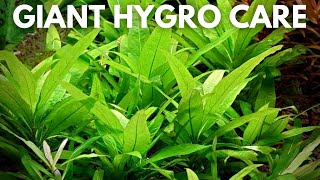 Giant Hygrophila Care Guide  How To Grow and Propagate Hygrophila Corymboso [upl. by Sarnoff972]