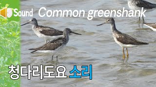 청다리도요 소리 Sound of Common greenshank [upl. by Eustasius]