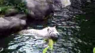 White Tigers mauled Malaysian man to death in Singapore zoo [upl. by Vish969]