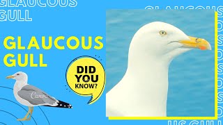 Glaucous gull facts 🦆 the secondlargest gull in the world [upl. by Giarla]