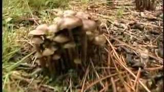 The Hunt for Wild Magic Mushrooms 4 of 4 [upl. by Faden]