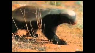 Honey Badger Narrates El Loco Antipáticoburro Tejon de Miel original narración de Randall [upl. by Garvey544]