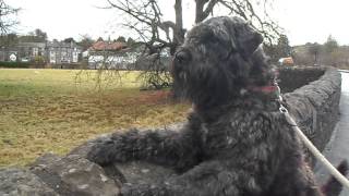 Bouvier Des Flandres Alert Allways [upl. by Norel]