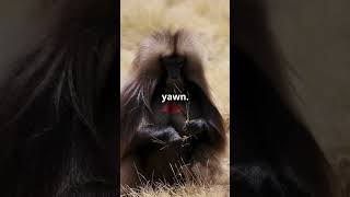 Meet the Gelada The Heart Faced Monkey 2024 animals [upl. by Landan]