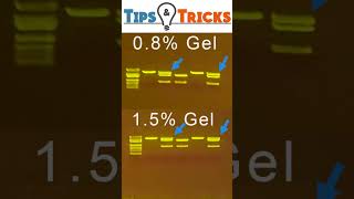 Gel Electrophoresis Agarose concentrations [upl. by Stubbs]