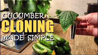 SIMPLE CUCUMBER CLONING FROM CUTTINGS WITH TIME LAPSE [upl. by Ettebab]