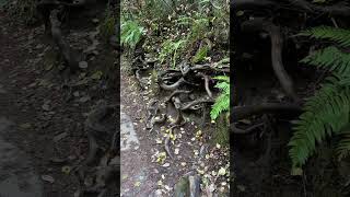 muirwoods family hikingsticks hiking neverstopexploring 💚🍁🐝🥰🦃naturelover 🌱🌱 [upl. by Merkley]