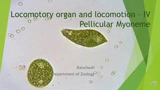 10Locomotory organ and locomotion in protozoa part IV [upl. by Marni559]