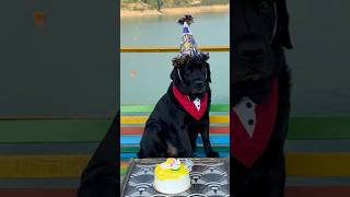 My Dogs Birthday Celebration  Dog Lover tredning shorts doglover [upl. by Hett]