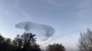 Starling murmuration at Fishlake Meadows in slow motion [upl. by Ogdon]