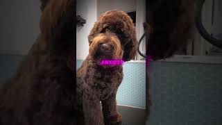 Meet The Labradoodle 40100 subscribers [upl. by Eramat]