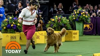 Meet Daniel The Golden Retriever Who Stole Hearts At Westminster  TODAY [upl. by Accebor]