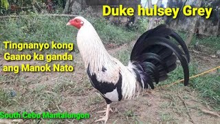 Original Duke hulsey Grey Line quotCebu Mantalungon [upl. by Doti]