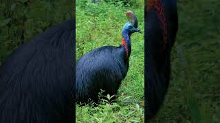 Cassowary sound [upl. by Charline]