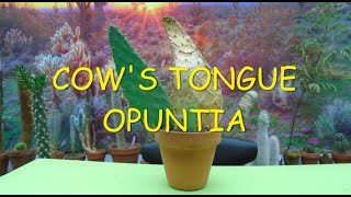 Cows Tongue Opuntia 🌵🐮🌵 opuntia cow [upl. by Trebo]