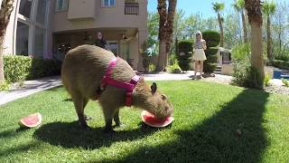 Capybara eating watermelon [upl. by Wardle]