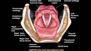 ENT EASY Larynx Animation seen from above [upl. by Lupe]