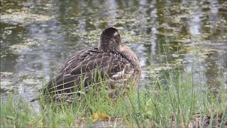 Garganey [upl. by Carita]