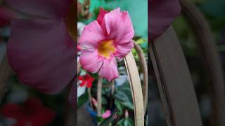 Pink Mandeville trending viralvideo shorts youtubeshorts garden [upl. by Euqininod433]