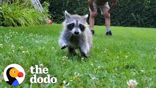 Rescued Baby Raccoon Learns How To Swim With Dad  The Dodo Wild Hearts [upl. by Aserehtairam]