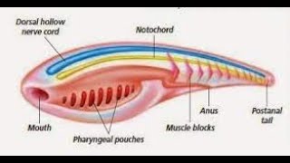 chordataclassification [upl. by Suoivatnod963]
