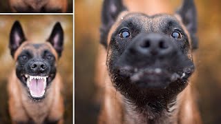 Funny BELGIAN MALINOIS Compilation [upl. by Maletta]