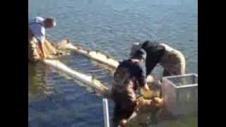 Removing Walleyes from the Spooner Hatchery [upl. by Yornek]