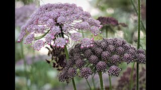 GrowALong Wild Carrot Daucus carota dara [upl. by Morlee]