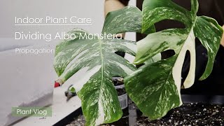 Plant Care Vlog  Dividing Propagation Albo Monstera Borsigiana [upl. by Fidel]