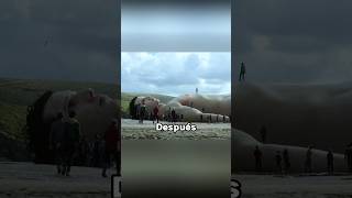 En la playa de un pueblo apareció un gigante del tamaño de un camiónshorts viralshorts movie [upl. by Mohkos458]