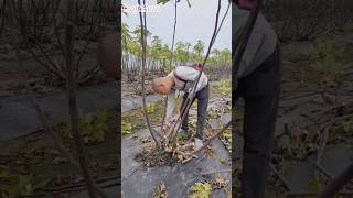 Pruning Fig Trees After Harvest shorts farming shorts agriculture [upl. by Remat]