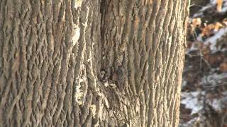 Woodpecker Brown Creeper amp Nuthatch [upl. by Curnin922]