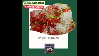 💬 quotParlons peu parlons plante tinctoriale quot 🌿4 Cotinus coggygria [upl. by Aeriel]