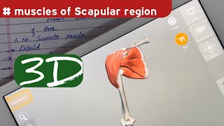 Muscles of Scapular Region Anatomy  doctor speedy muscle anatomy [upl. by Kopp]