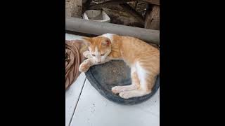 kucing lagi yantai kucingpenggemar [upl. by Orian]