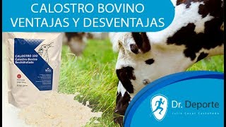 Calostro de Bovino Análisis Médico Fortalecer Sistema inmune Ventajas y desventajas [upl. by Alliuqet357]