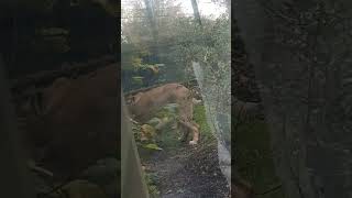 Lionesses doing circles in Dublin Zoo🤔🦁 [upl. by Brady]