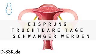 Eisprung  Fruchtbare Tage  Schwanger werden ✪ DSSKde [upl. by Alyakcim]