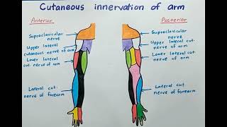 Cutaneous Innervation of Arm  Anatomy [upl. by Noiramaj698]